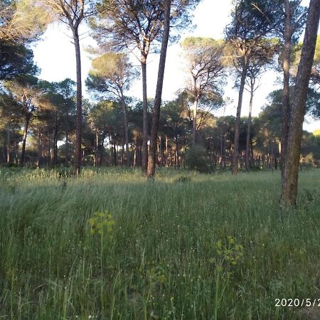 Casa Rural Los Pinos Hinojos Εξωτερικό φωτογραφία